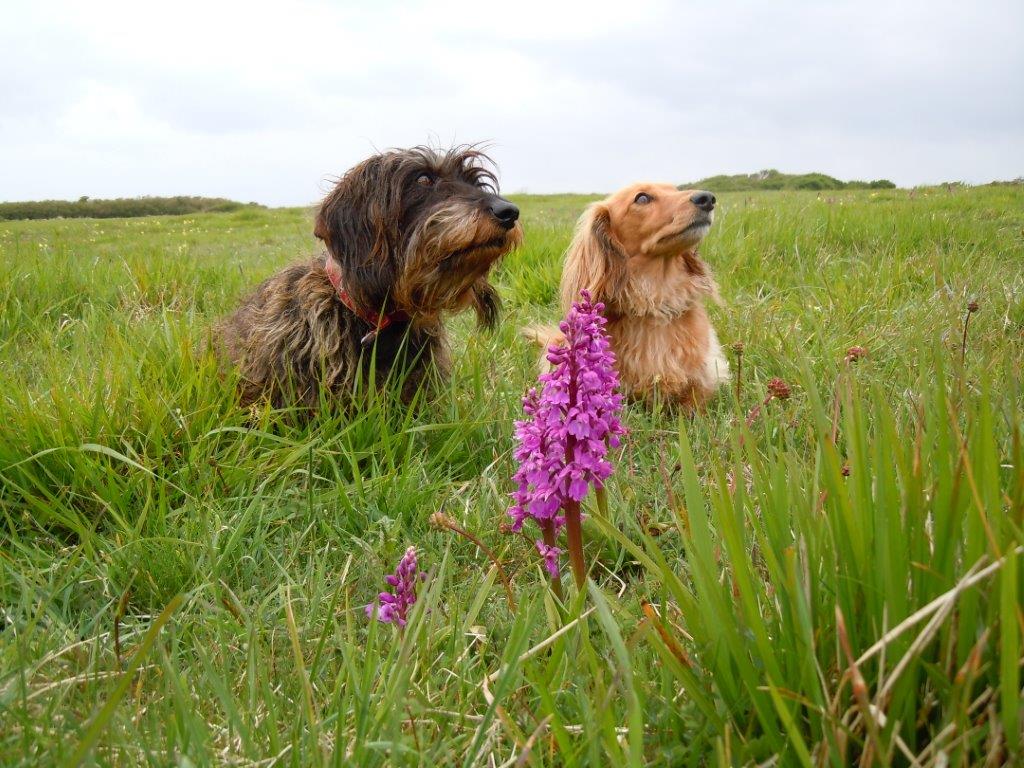 Guided Walkies!